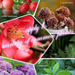 🔥2024 Hot Sale 🎉Home Gardening Universal Slow-Release Tablet Organic Fertilizer