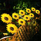 ⏳Time-Limited Special Price: ￡8.99!!⏰Sunflower Solar Garden Stake Led Lights🌻