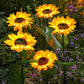 ⏳Time-Limited Special Price: ￡8.99!!⏰Sunflower Solar Garden Stake Led Lights🌻